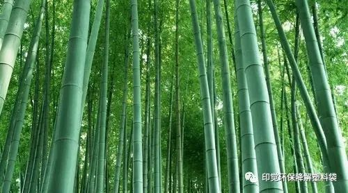 以竹代塑好國(guó)策 生物降解選印覺(jué)(圖7)
